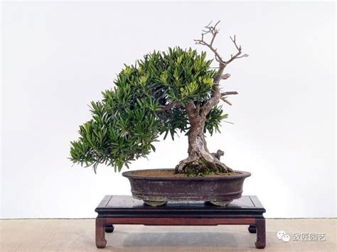 羅漢松種植風水|羅漢松的風水作用，信不信由您